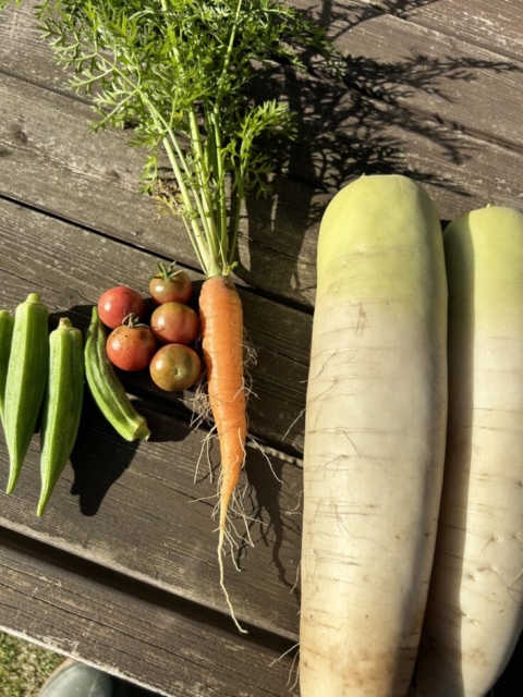 収穫の夏！社会福祉士の野菜