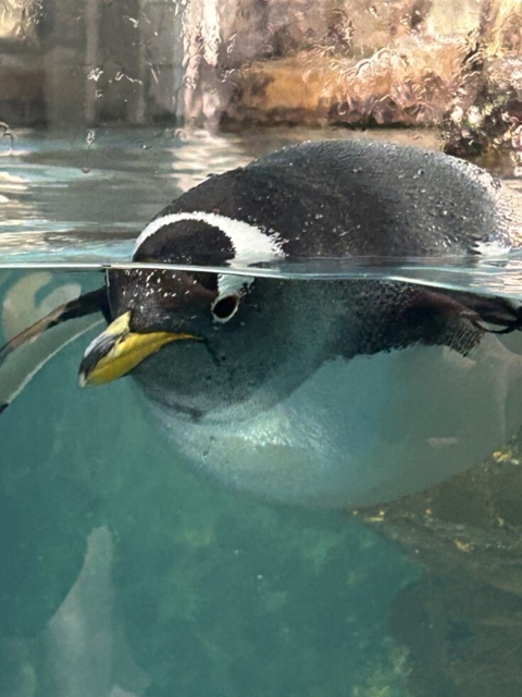 人鳥？？社会福祉士の疑問