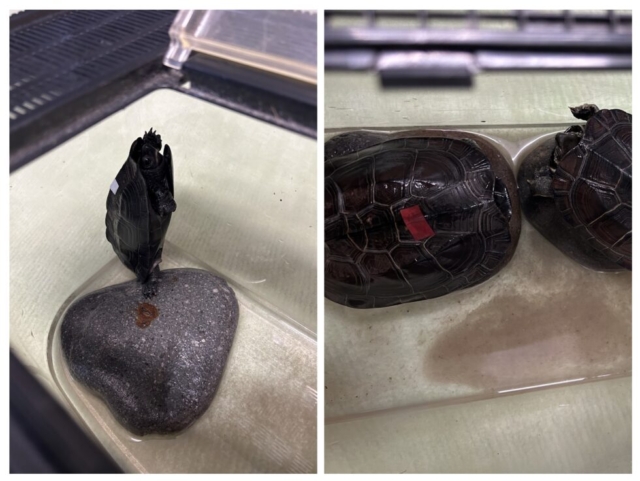 新しい家族！！社会福祉士の新しい支援