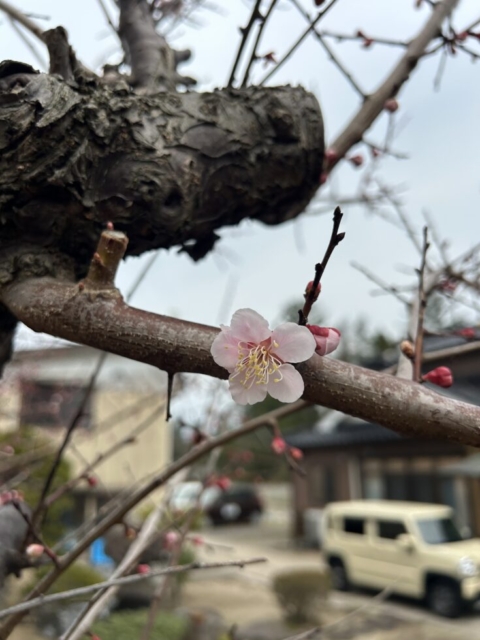 開花宣言！！社会福祉士の眼福
