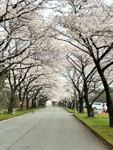 やっとです！！社会福祉士の花見