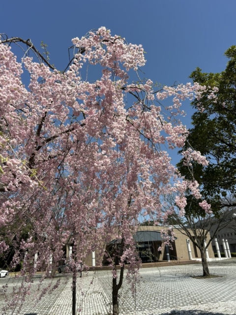 最後のご支援！！社会福祉士の安堵