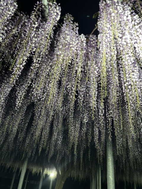 ライトアップ！！社会福祉士と藤の花