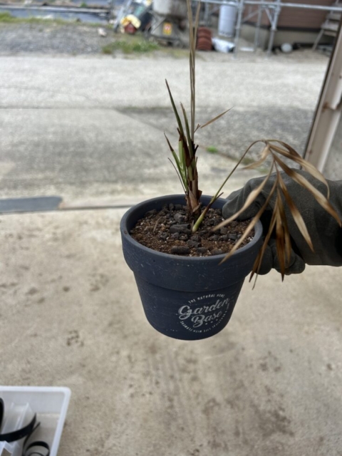 植物に愛を！！社会福祉士の反省
