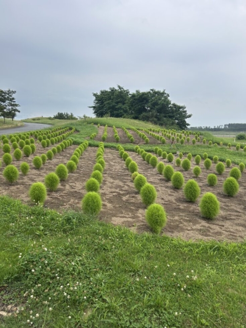 森林浴！！社会福祉士の昆虫採集
