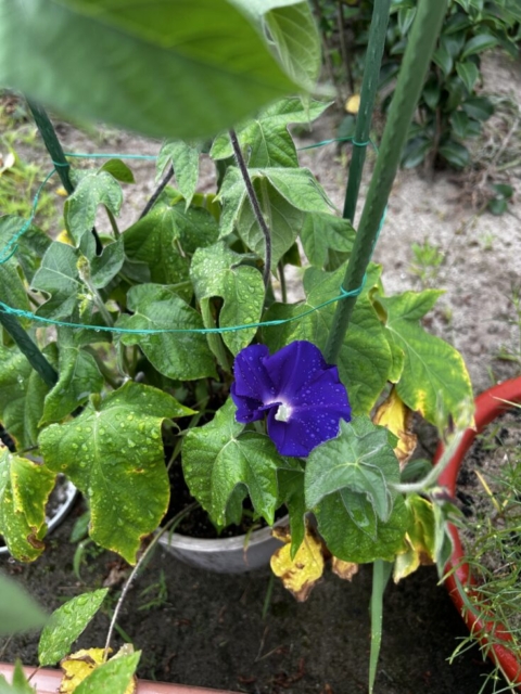 咲きました!!社会福祉士の育成