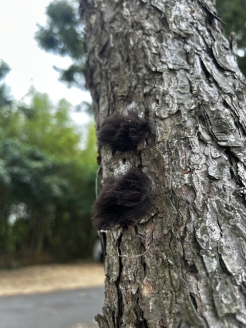 フサフサ!!社会福祉士の疑問