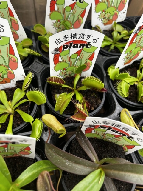 虫を回避!!社会福祉士の断念