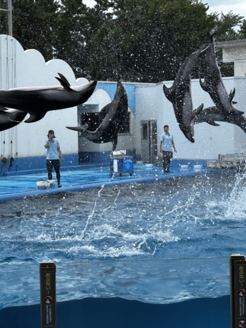新潟市水族館マリンピア！！社会福祉士とイルカショー