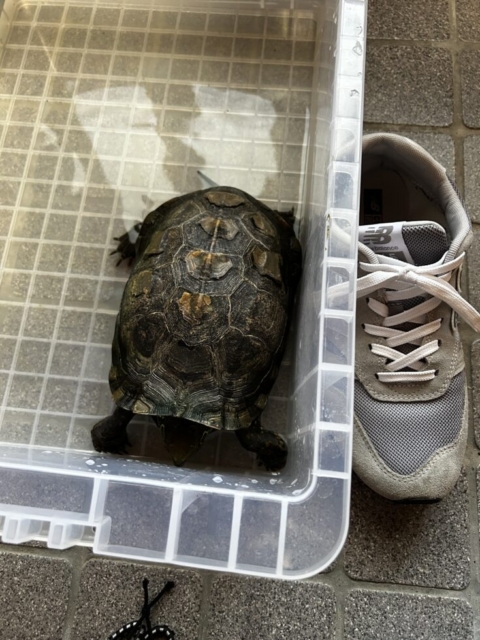 新しい家族!!社会福祉士と巨大生物
