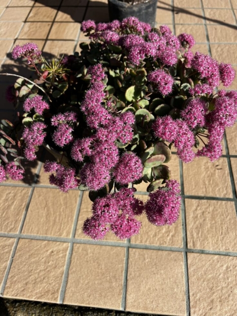 認知度度向上！！社会福祉士の地域作り