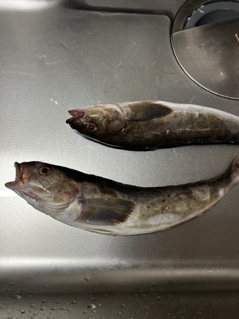 またまた！！社会福祉士の頂き物