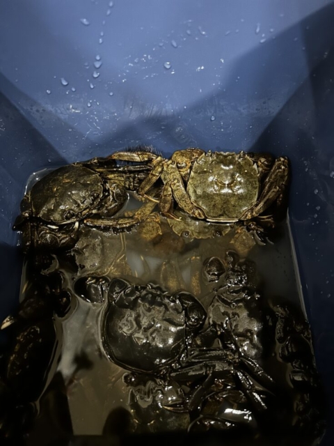 毎年です！！社会福祉士とカニ