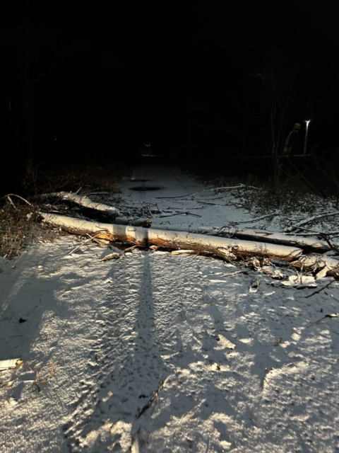 松枯れ倒木！！社会福祉士のもどかしさ