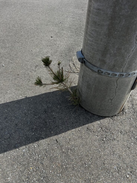 生命力！！ど根性社会福祉士！！