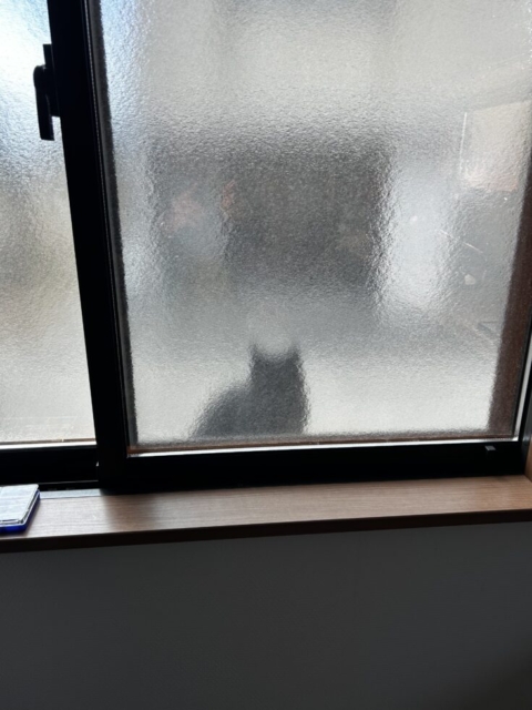 ニャンと！！社会福祉士と黒い影