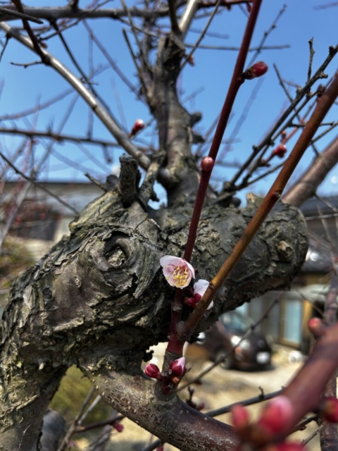 気分爽快！！社会福祉士と春