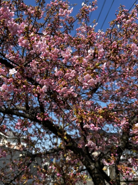 まだ３月！！社会福祉士と桜