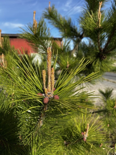 いよいよですか！！社会福祉士と花粉