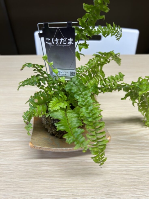 こけだま！！社会福祉士の癒し