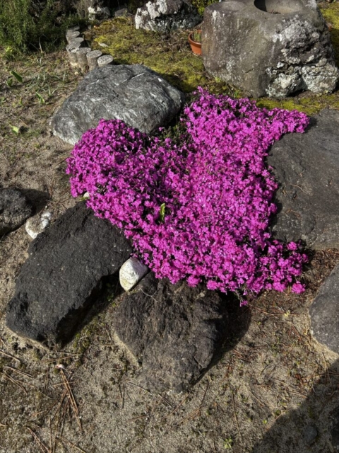満開！！社会福祉士と芝桜