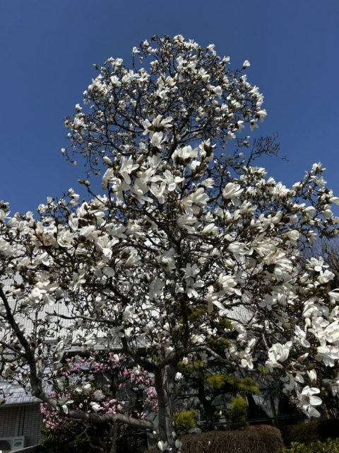 そろそろ花盛り！！社会福祉士の楽しみ