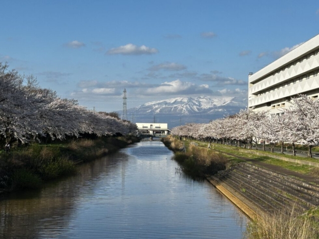 春爛漫！！社会福祉士と桜