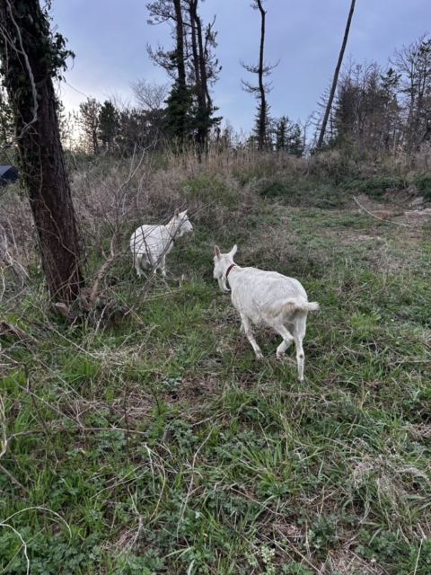 春のお散歩！！社会福祉士と山羊
