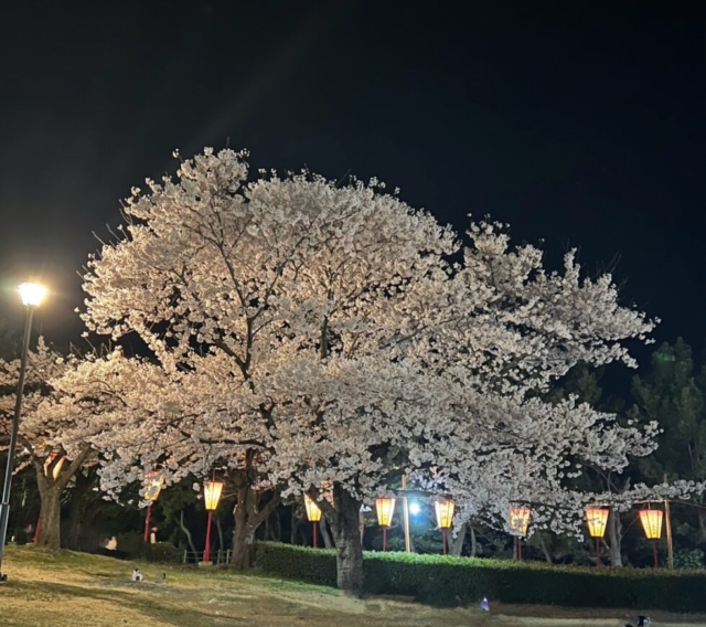 春雨！！社会福祉士と夜桜