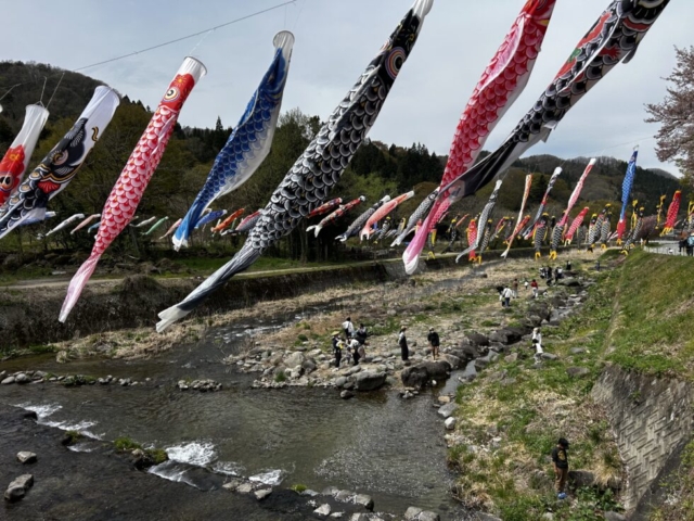 里帰り！！社会福祉士と鯉のぼり