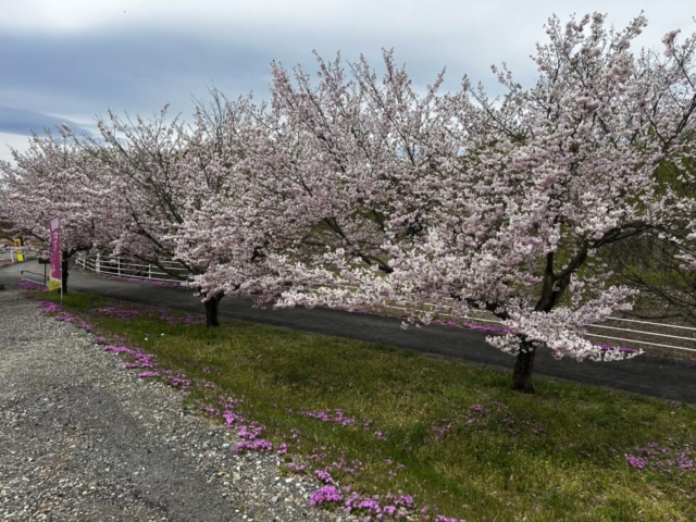 そういえば！！社会福祉士は３年らしい