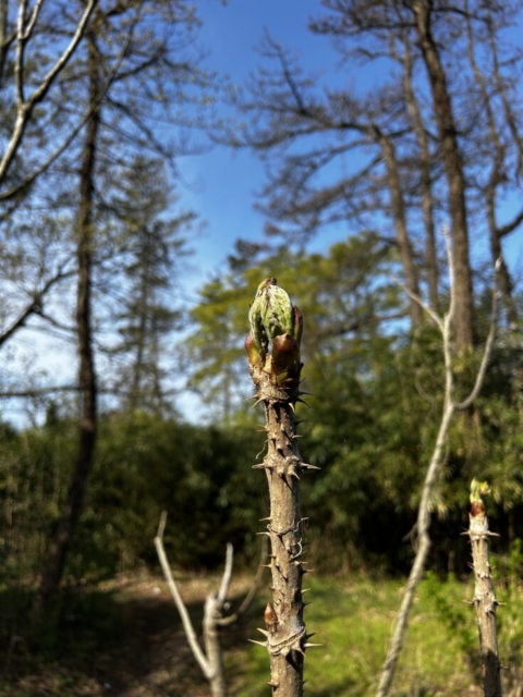クリーンアップ作戦！！社会福祉士の地域参画