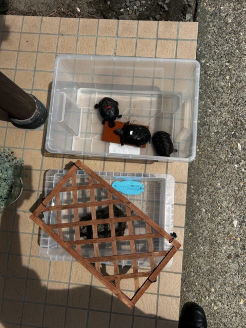 おひさしぶり！！社会福祉士とカメ
