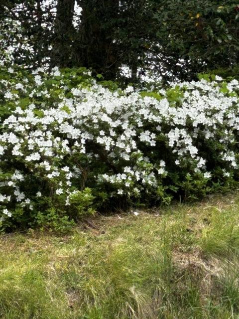隣の芝生は青い？社会福祉士の羨望