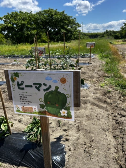 看板も！！社会福祉士と畑