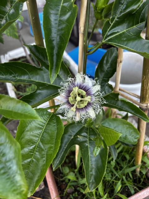 初見です！！社会福祉士と謎の花