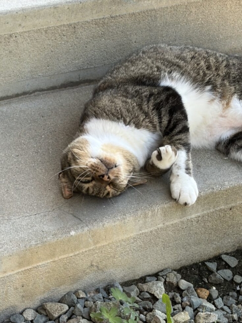 大切な家族！！社会福祉士と愛猫
