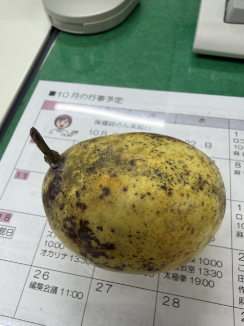 幻の果物！！社会福祉士はポポーに挑戦