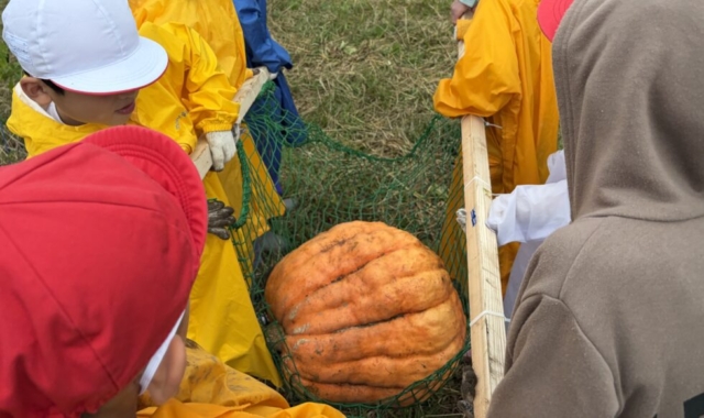 悪天候でも！！社会福祉士は芋を掘る